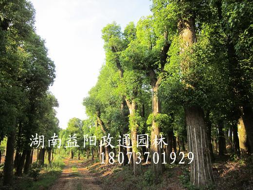 批发移植香樟，香樟，大规格香樟，政通园林供货